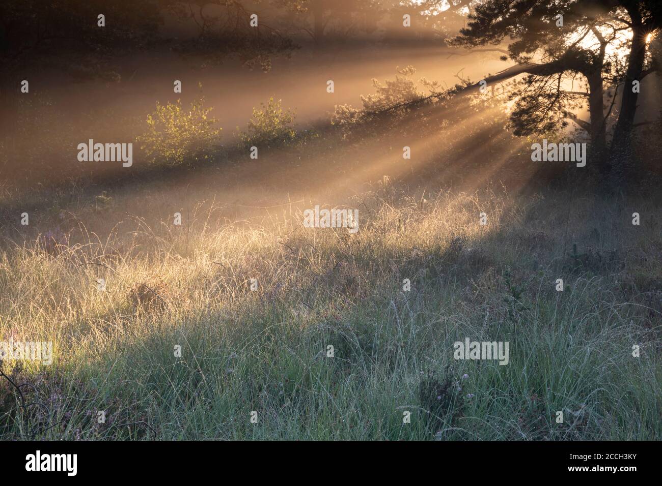 beaux rayons de soleil dans la forêt d'été prairie Banque D'Images
