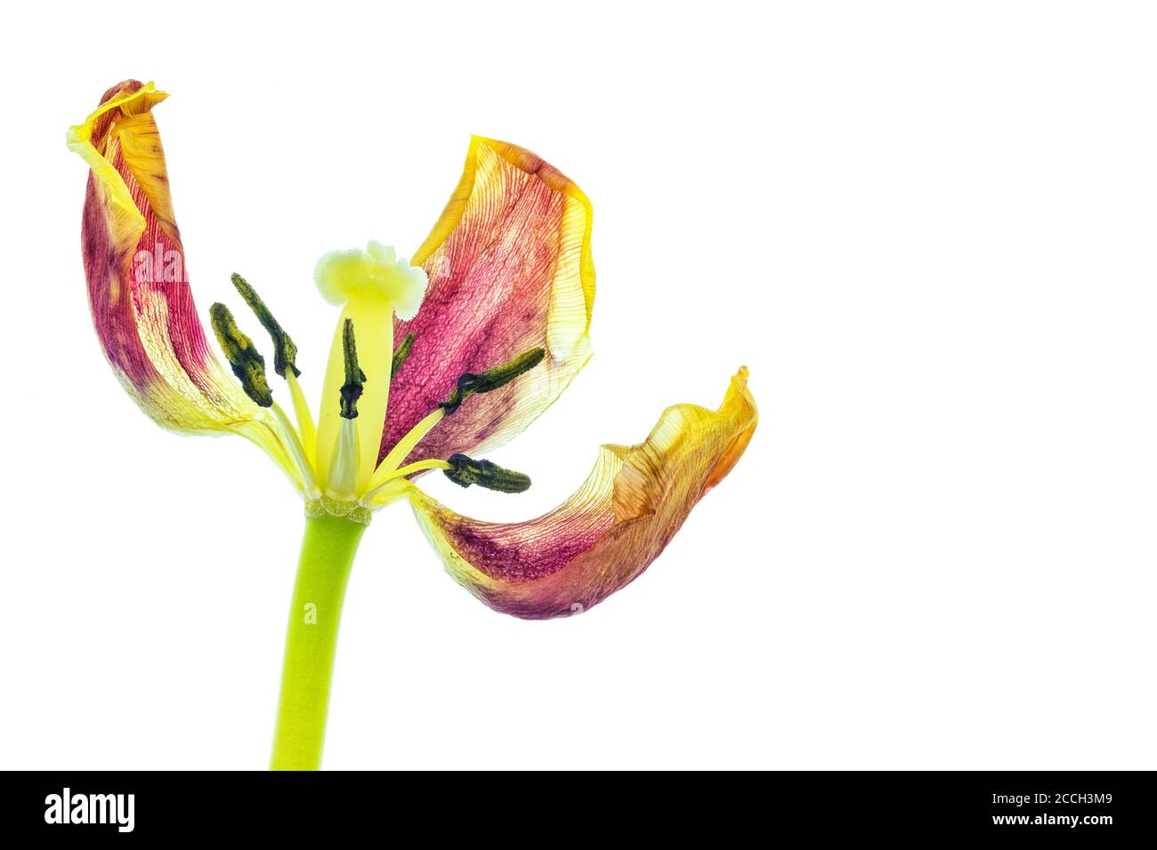 Une tulipe jaune et rouge à fleurs isolée sur un blanc arrière-plan Banque D'Images