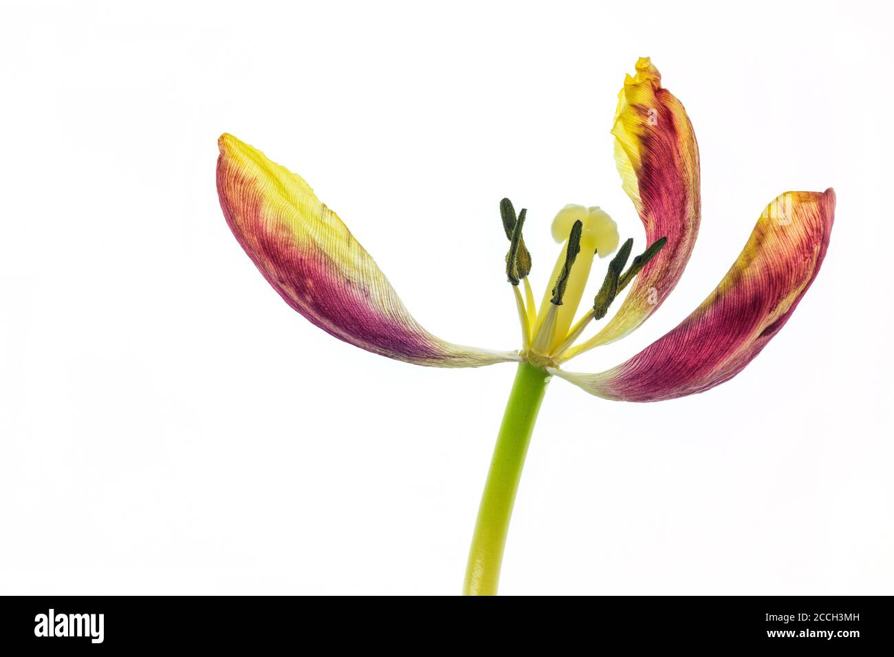 Une tulipe jaune et rouge à fleurs isolée sur un blanc arrière-plan Banque D'Images