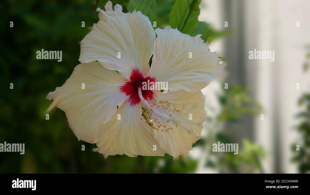 Fleur d’Hibiscus Banque D'Images