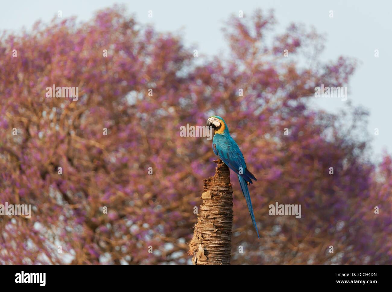 Gros plan d'une macaw bleu et jaune perchée dans un palmier contre l'arbre Jacarandas à l'arrière-plan, Pantanal Sud, Brésil. Banque D'Images