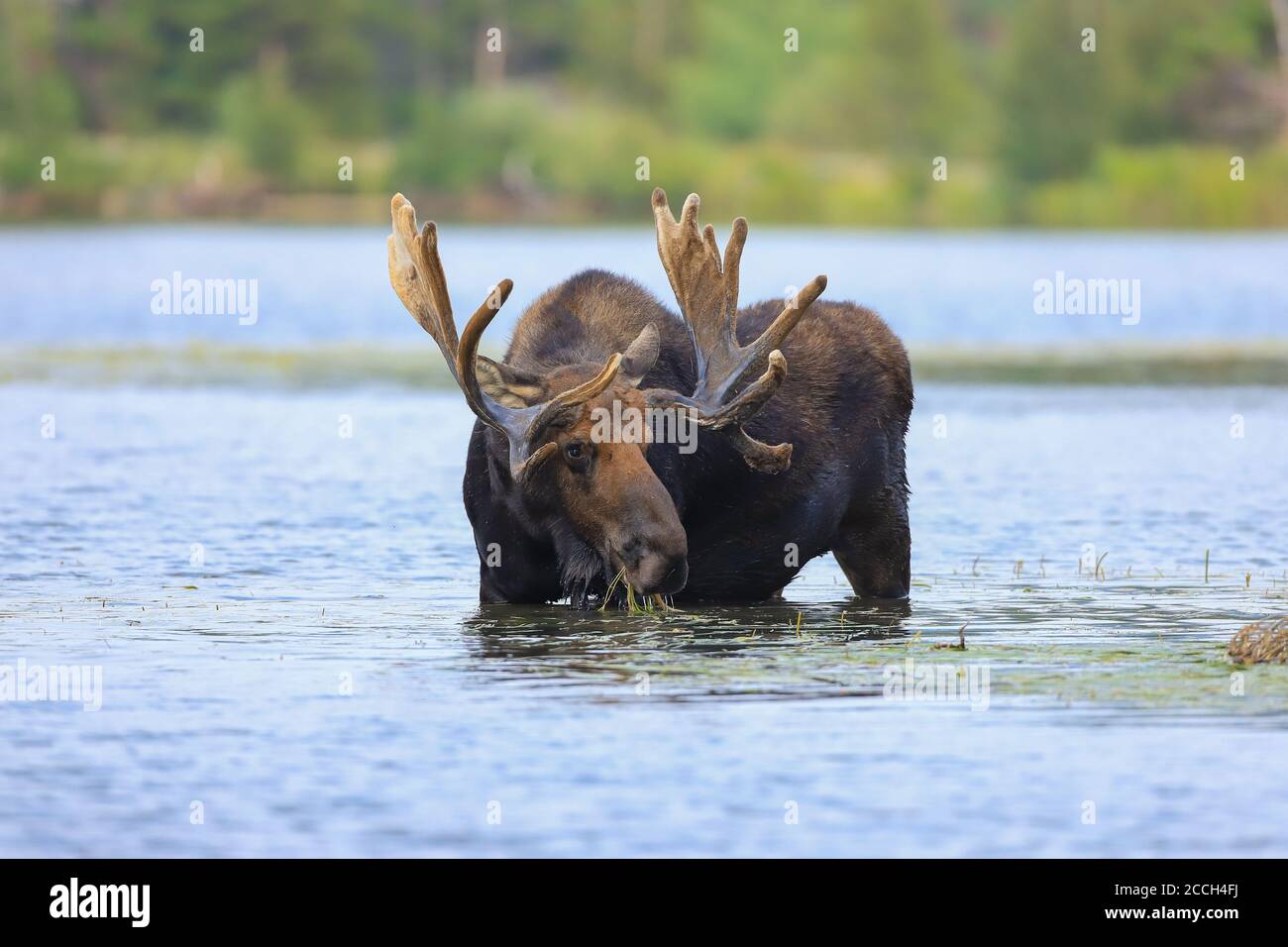 Les alces d'orignaux de taureau passent à travers un lac dans Rocky Parc national de Mountain Banque D'Images