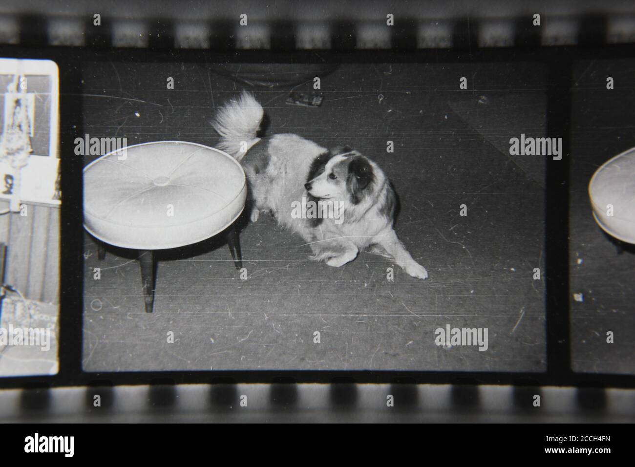 Belle photographie en noir et blanc vintage des années 1970 du chien de famille qui se repose dans le salon. Banque D'Images