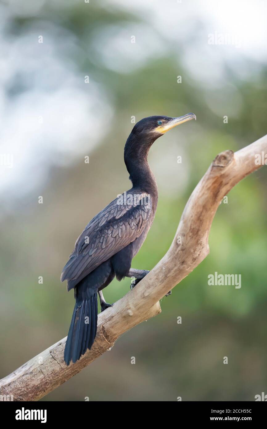 Gros plan d'un cormoran néotrope (Phalacrocorax brasilianus) perché sur une branche d'arbre, Pantanal Sud, Brésil. Banque D'Images