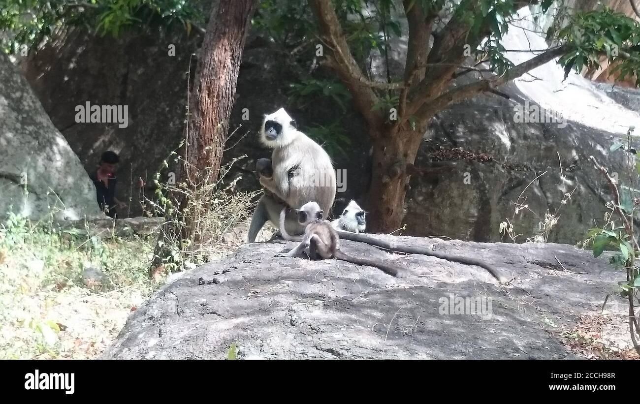 Singes au Sri Lanka Banque D'Images