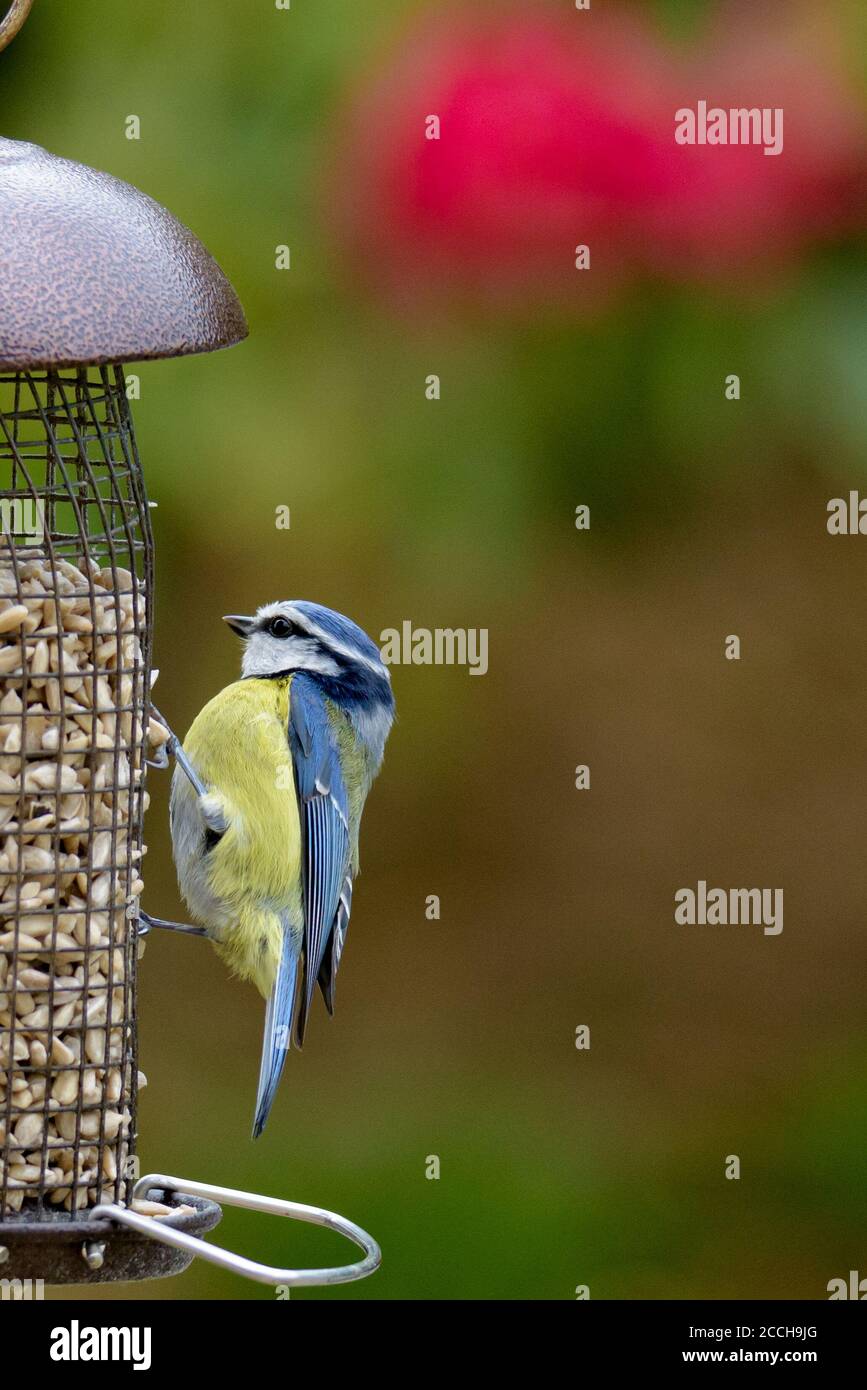 Tit bleu jeune sur un mangeoire à oiseaux Banque D'Images