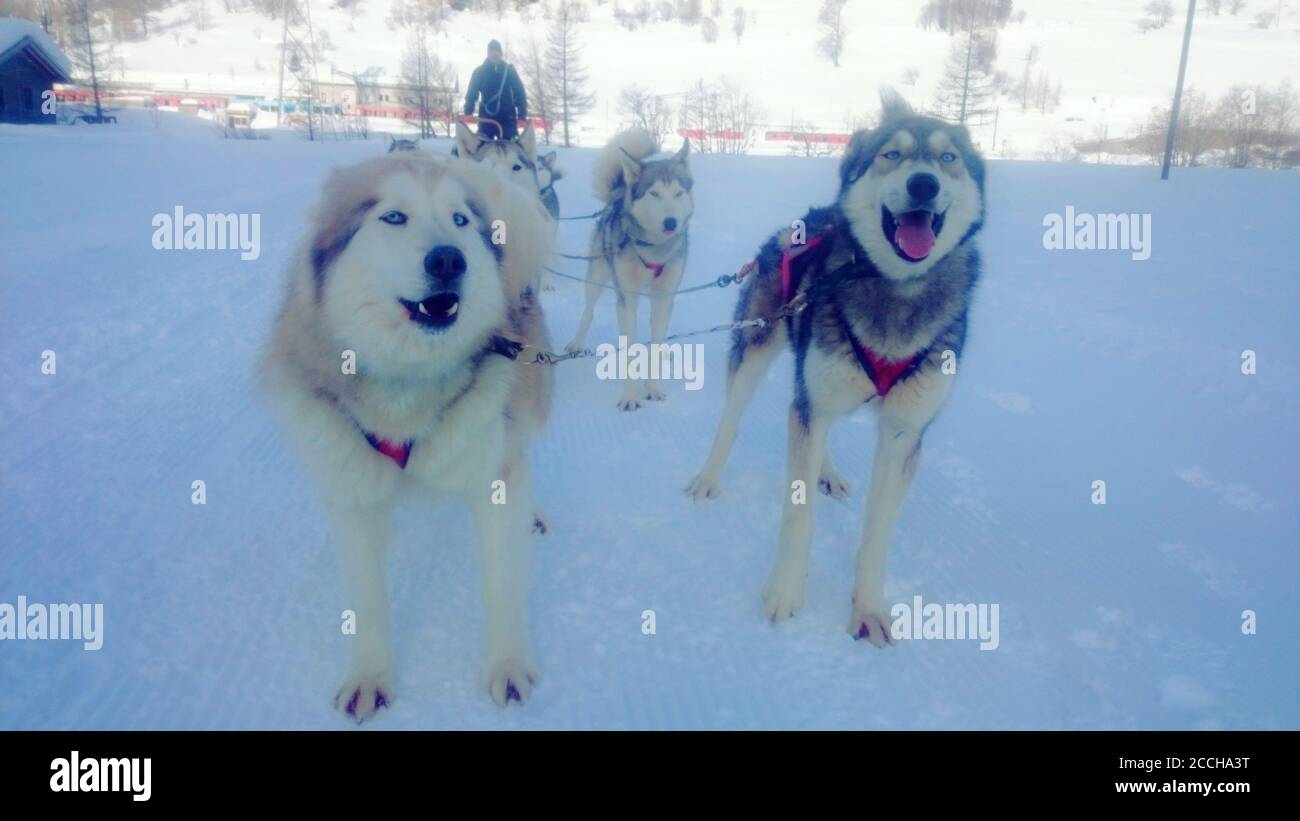 Huskies dans la neige Banque D'Images