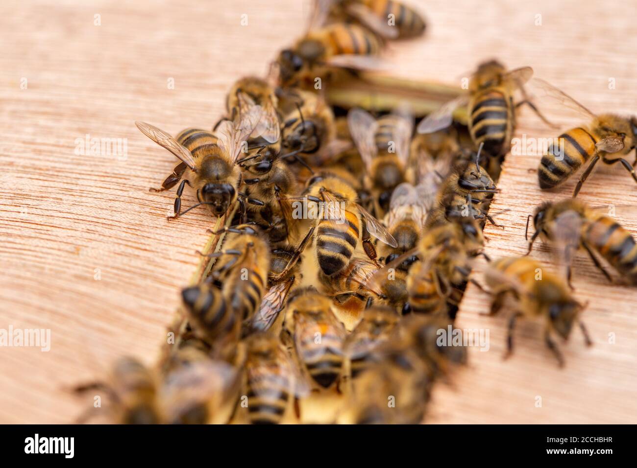 Gros plan d'un groupe d'abeilles, apis mellifera, sur une ruche en bois dans un jardin britannique Banque D'Images