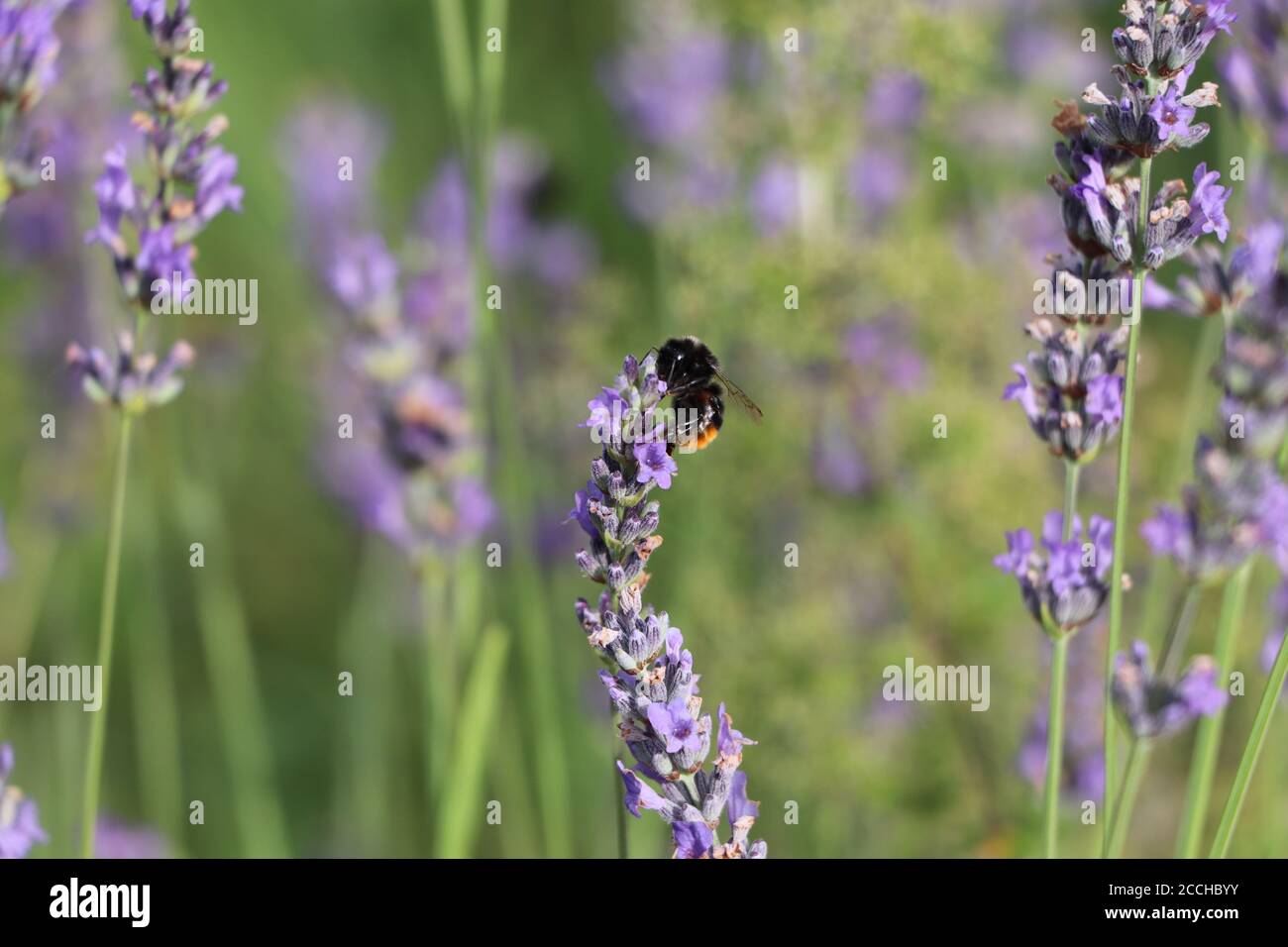 bumbelbee sur la lavande Banque D'Images