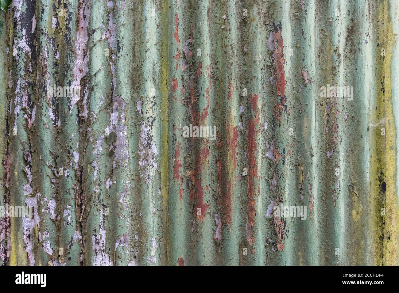 Couleurs orange et sarcelle décolorées, peinture écaillée et abri de jardin en étain ondulé rouillé avec des traces de l'ancien réseau de racines Ivy. Belle vieille texture de peinture. Banque D'Images