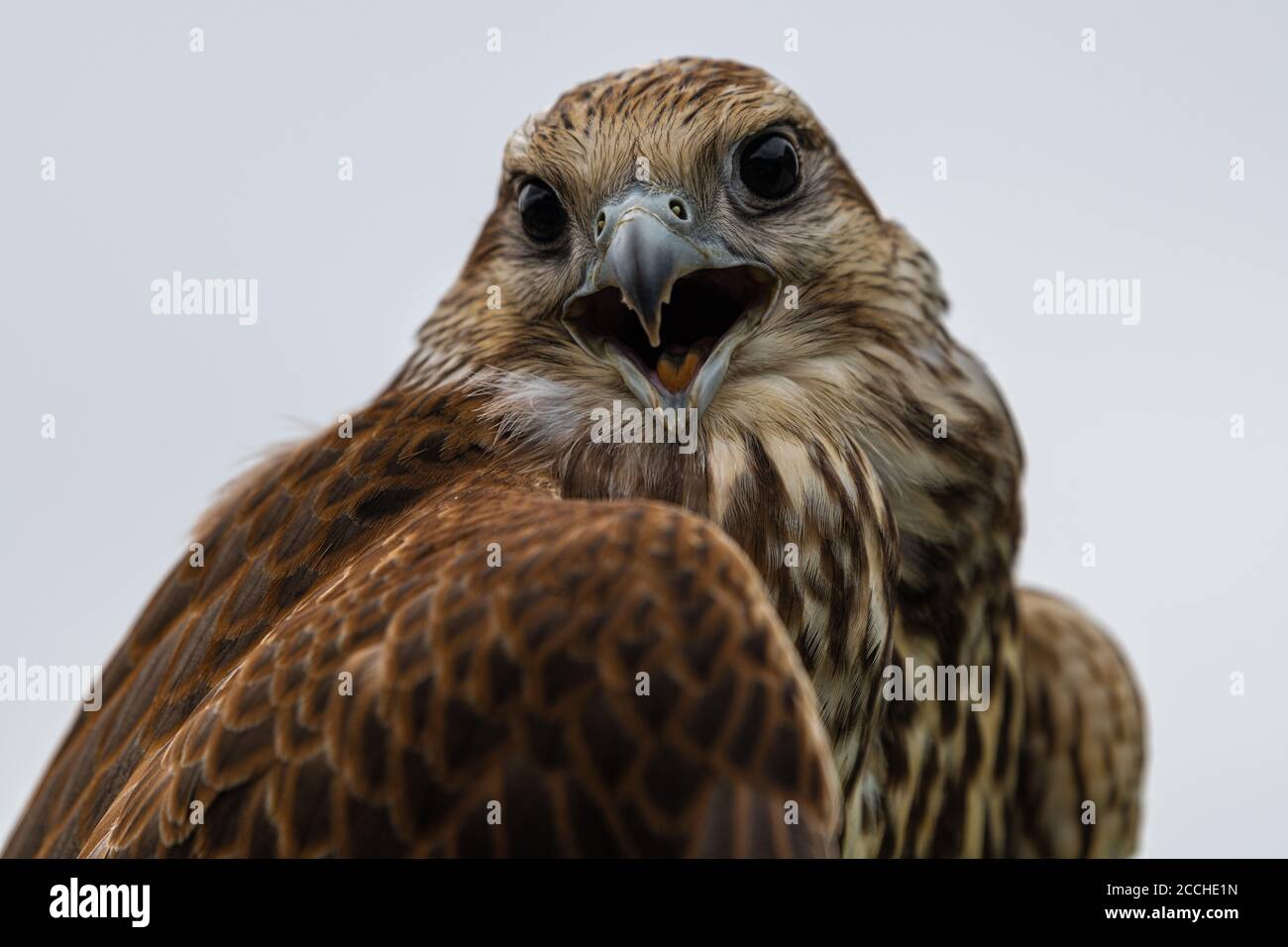 Portrait du jeune faucon de Laggar (jongleur de Falco) Banque D'Images