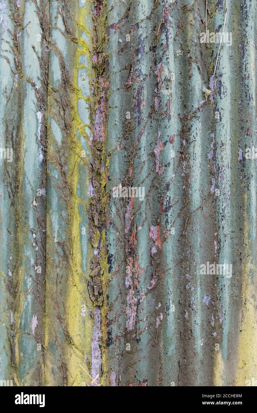 Couleurs orange et sarcelle décolorées, peinture écaillée et abri de jardin en étain ondulé rouillé avec des traces de l'ancien réseau de racines Ivy. Belle vieille texture de peinture. Banque D'Images