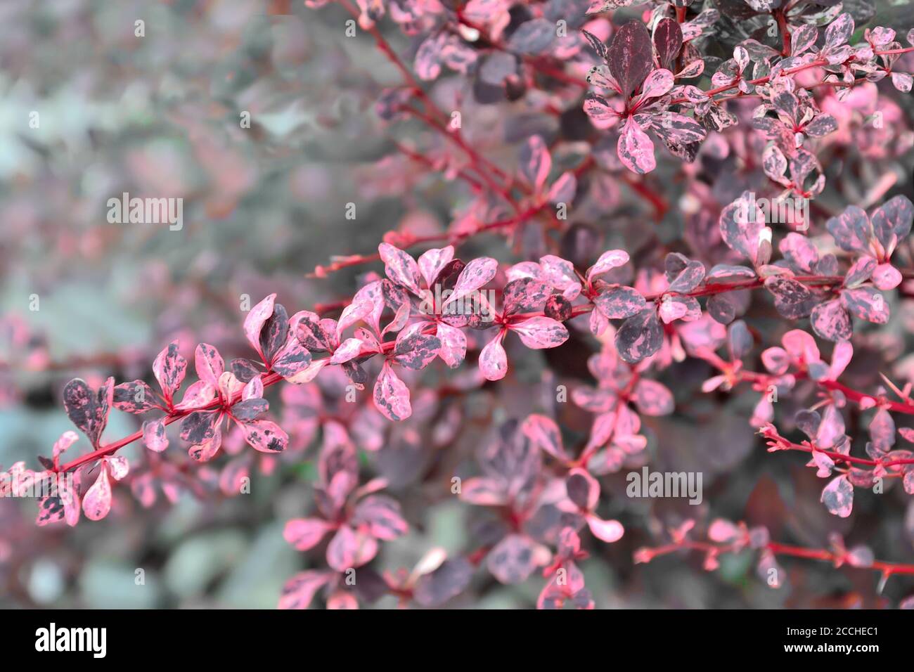 Feuilles pourpres roses variégées du cultivar Thunbergs (Berberis thunbergii 'Harlequin'). Arrière-plan flou , mise au point sélective. Jardinage ou lan Banque D'Images