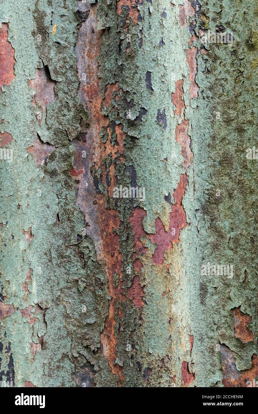 Couleurs orange et sarcelle décolorées, peinture écaillée et abri de jardin en étain ondulé rouillé.Belle vieille texture de peinture décolorée par la lumière. Banque D'Images