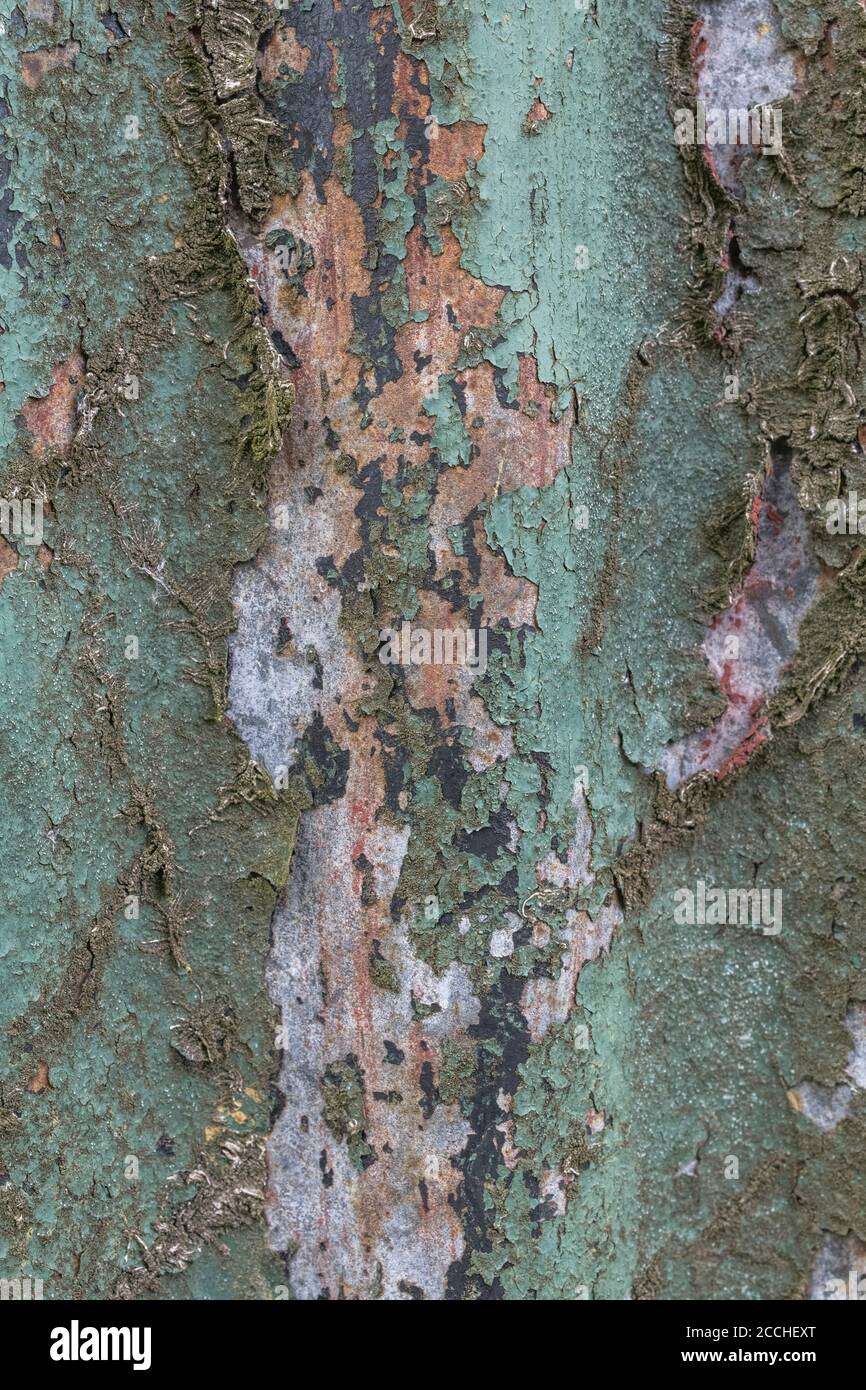 Couleurs orange et sarcelle décolorées, peinture écaillée et abri de jardin en étain ondulé rouillé avec des traces de l'ancien réseau de racines Ivy. Belle vieille texture de peinture. Banque D'Images