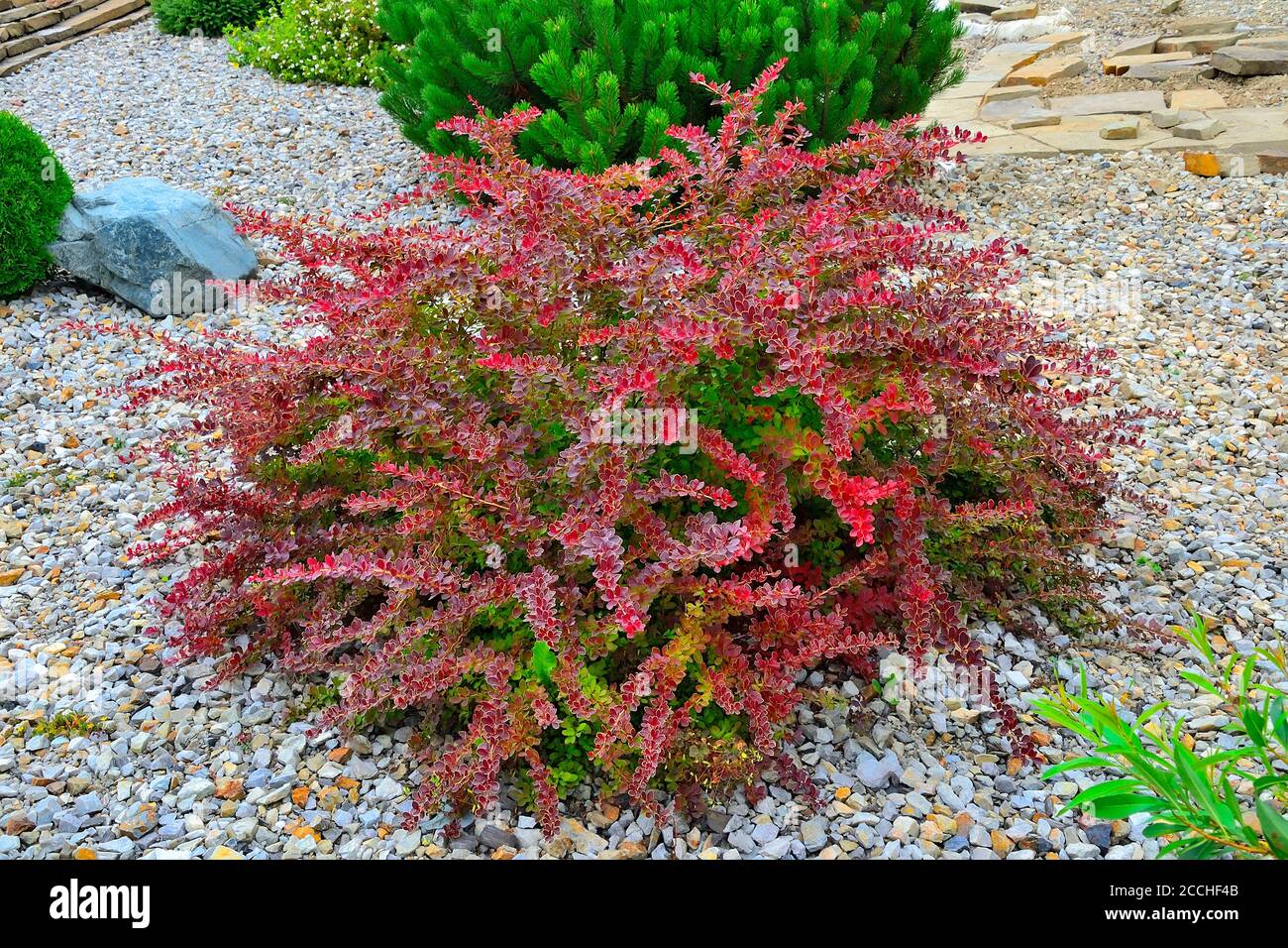 Cultivar Thunbergs barberry (Berberis thunbergii 'Golden Ring') dans un jardin rocheux. Brousse décorative aux couleurs vives avec bordure jaune sur une laisse rouge-bordeaux vive Banque D'Images