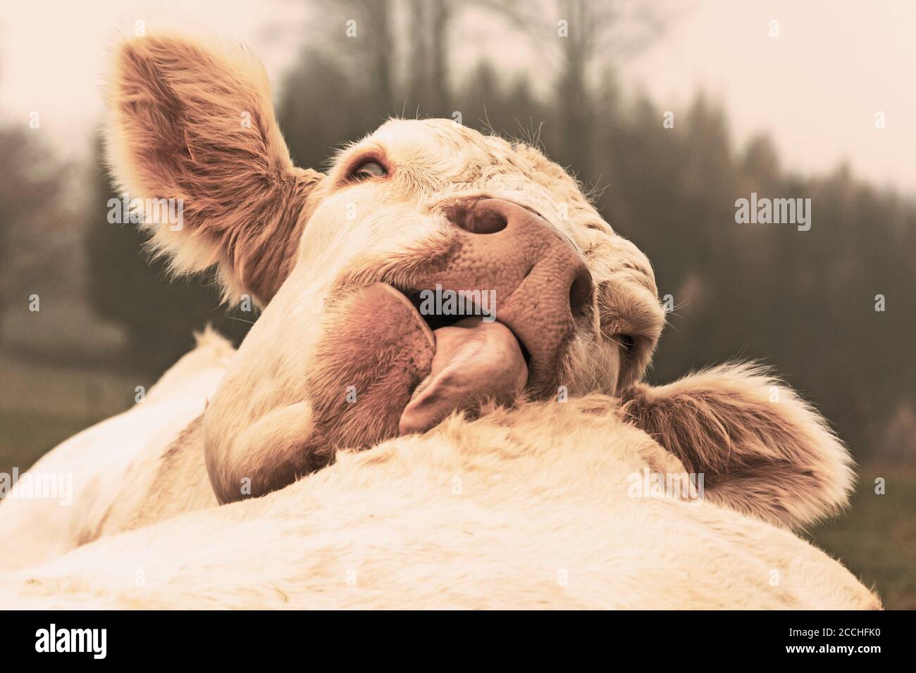 Vache blanche léchant la vache sur le pâturage dans le matin brouillard d'automne. Les vaches se broutent sur un pré d'automne. Élevage de bétail en République tchèque. Nom latin bos prem Banque D'Images