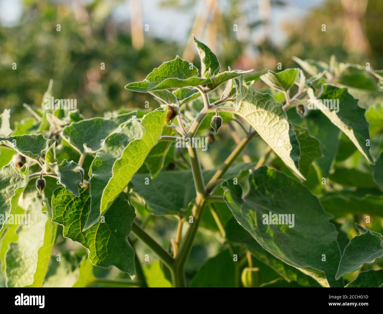 Physalis peruviana plantes poussant dans un jardin avec des fleurs et calice vert Banque D'Images