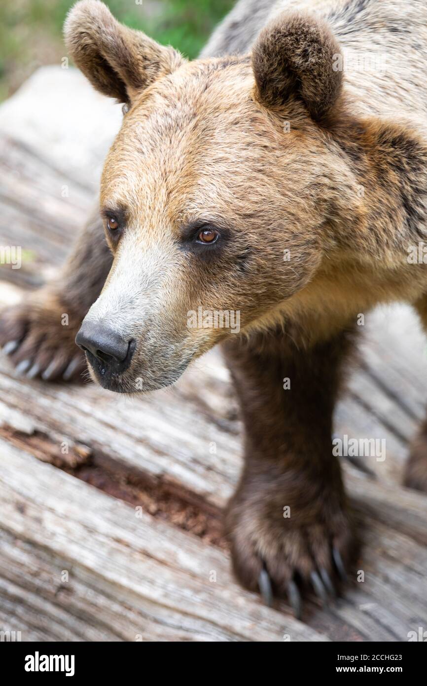 Gros plan d'un ours brun adulte debout quatre jambes et en regardant latéralement Banque D'Images