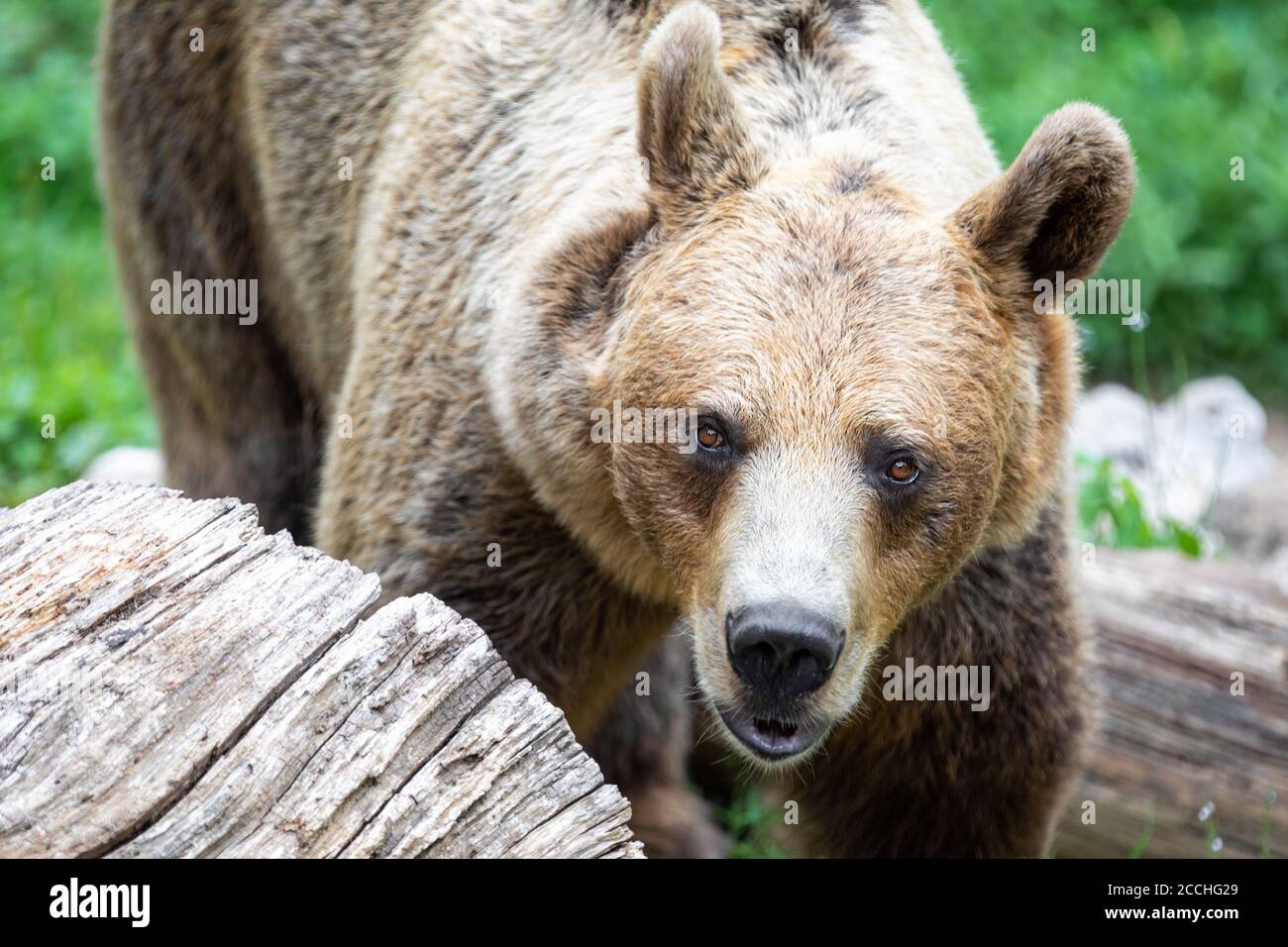 Gros plan d'un ours brun adulte debout quatre pieds et regarder la caméra Banque D'Images