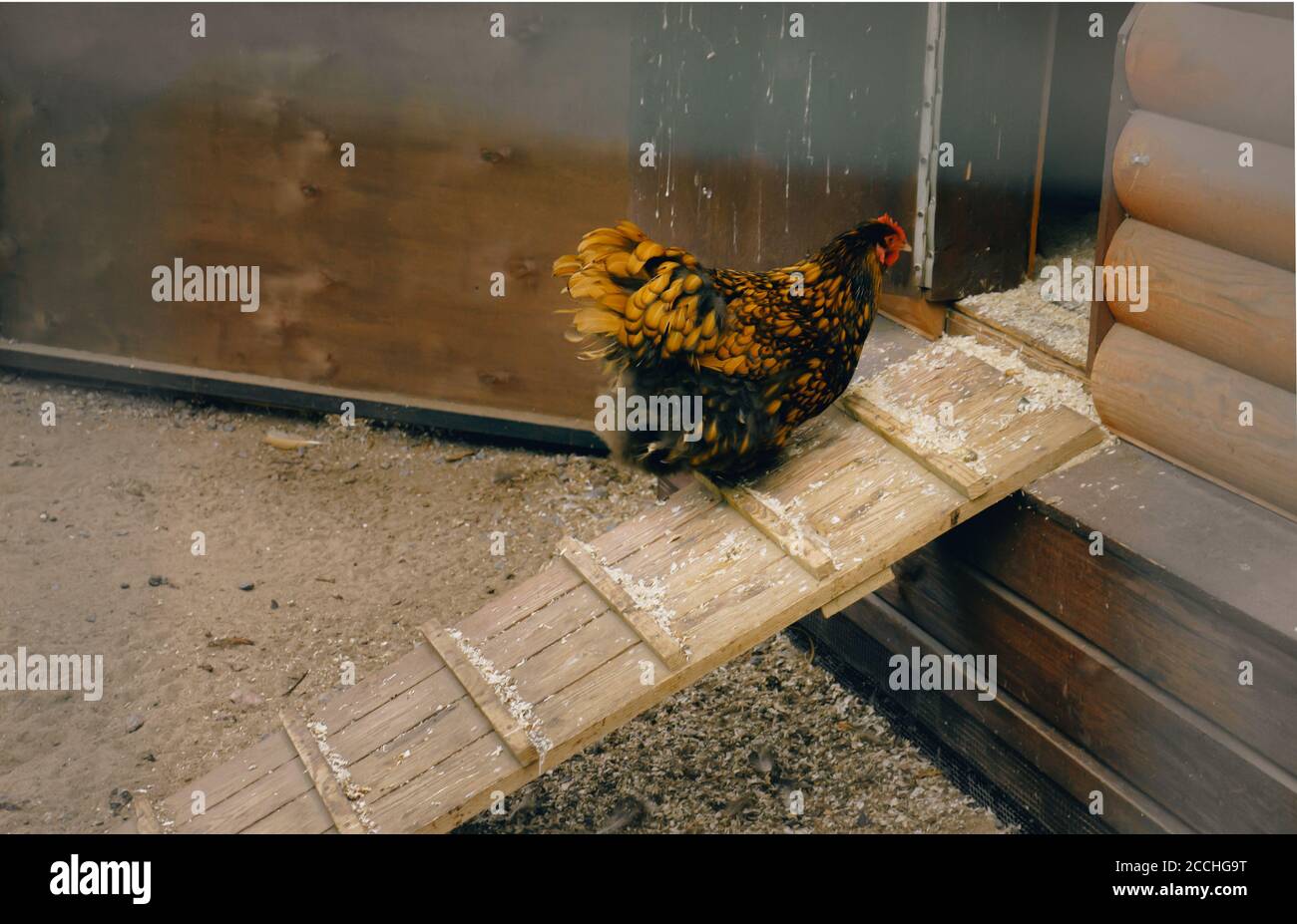 Le poulet de race remonte dans le poulailler. Vivre dans une ferme. Banque D'Images