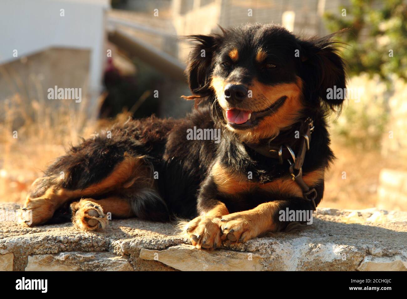 le petit chien marron et noir repose Photo Stock - Alamy