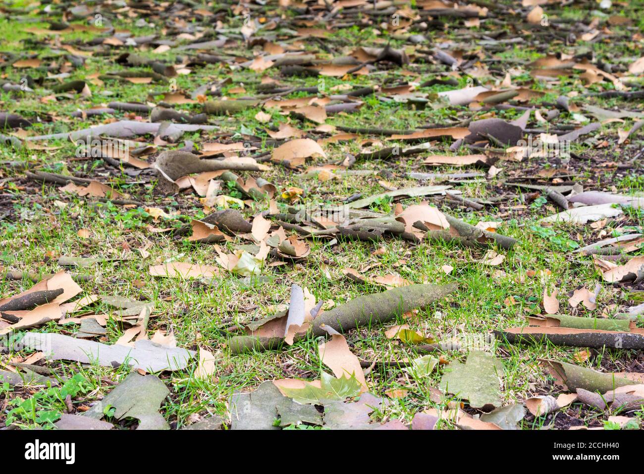 Avion de Londres Platanus x acerifolia écorces écaillées sur le masse Banque D'Images