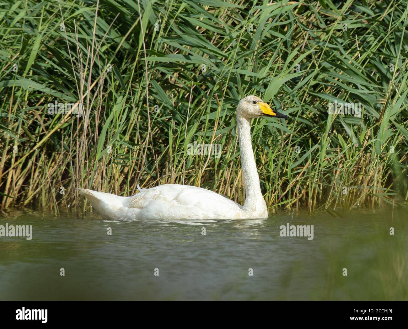 Cygne chanteur (Cygnus cygnus) Banque D'Images