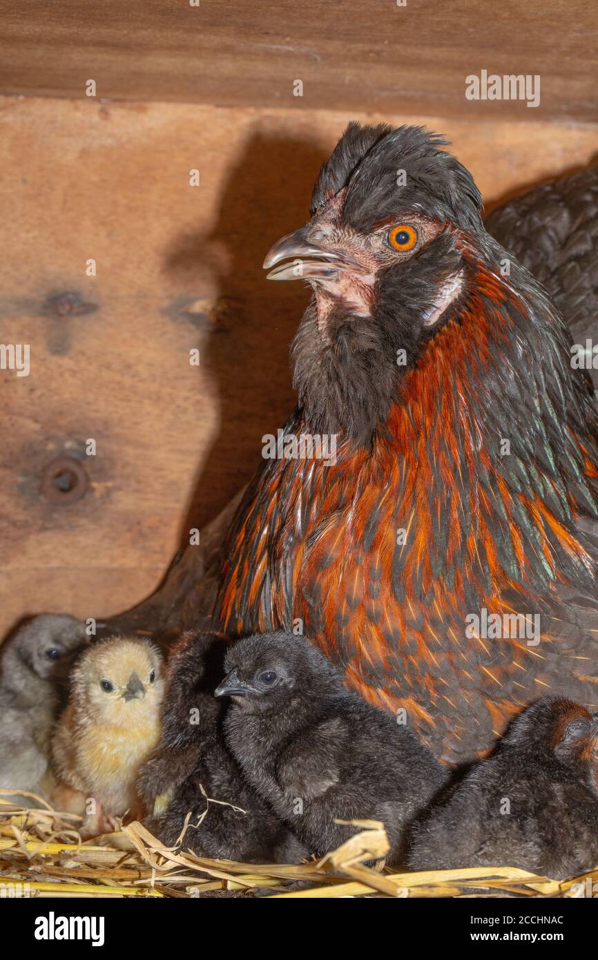 Croquant Broody poule domestique dans une boîte de nid, révélant juste des poussins éclos de couleurs mélangées. Jeune émergeant d'oeufs après vingt et un jours d'incubation Banque D'Images