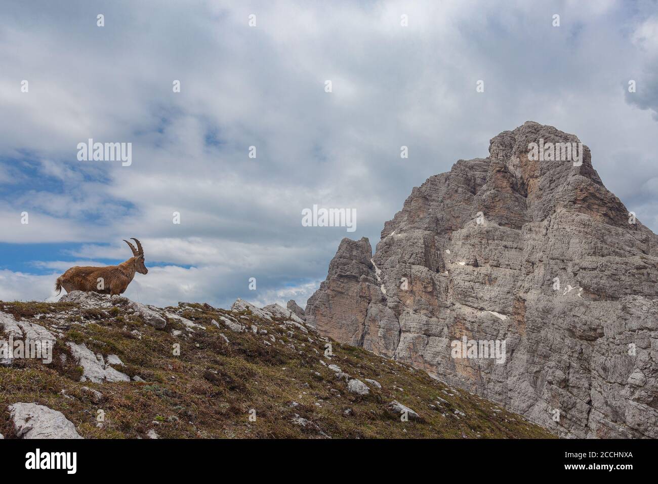 Ibex au-dessus d'un rocher avec dolomite Mont Duranno fond, tourné contre le ciel, Dolomites, Italie. La vie sauvage des animaux de haute montagne. Tir latéral Banque D'Images