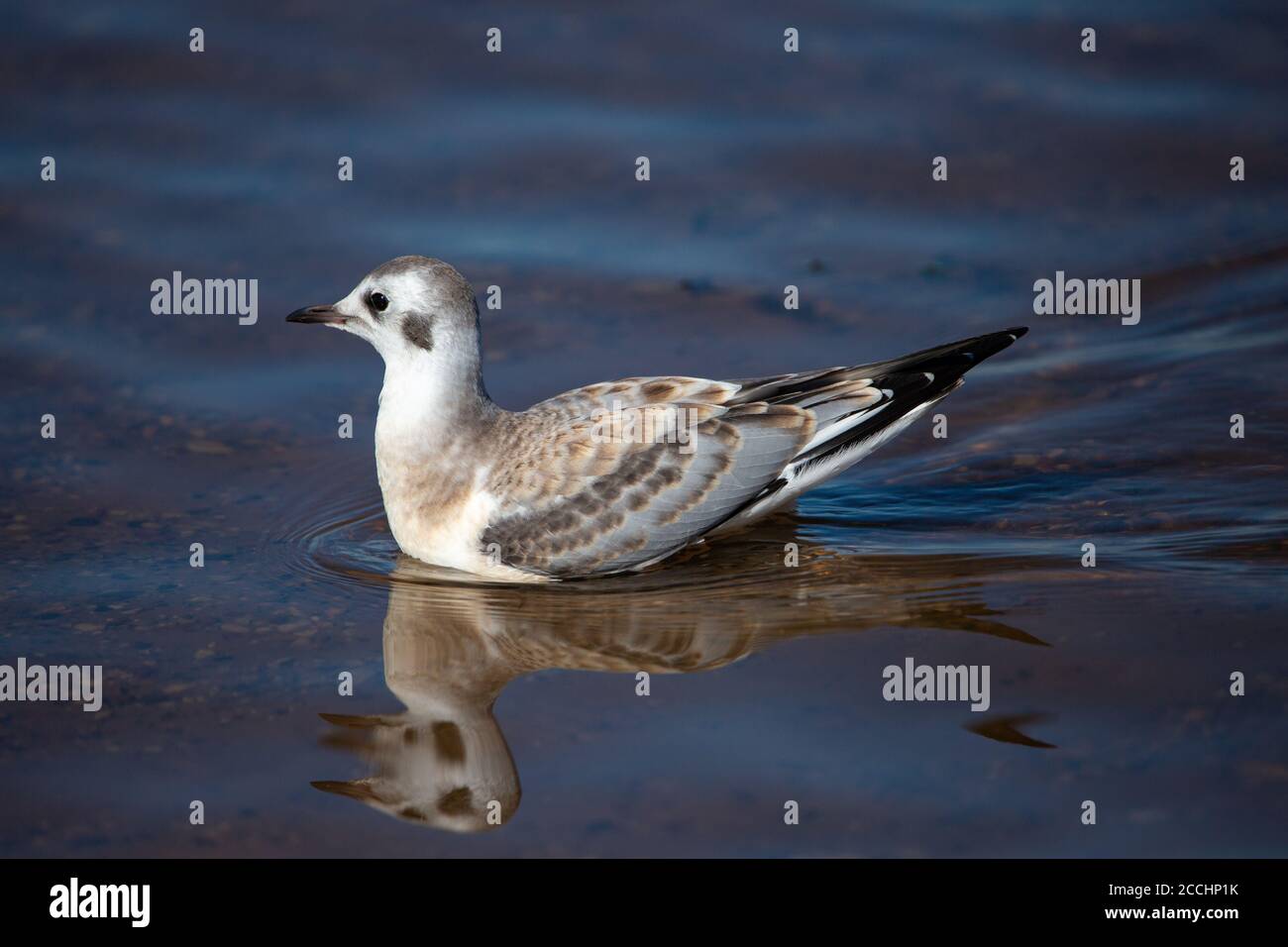 Juvénile Bonaparte's Gull (Larus philadelphia) debout à Shawano Lake, dans le Wisconsin, horizontal Banque D'Images