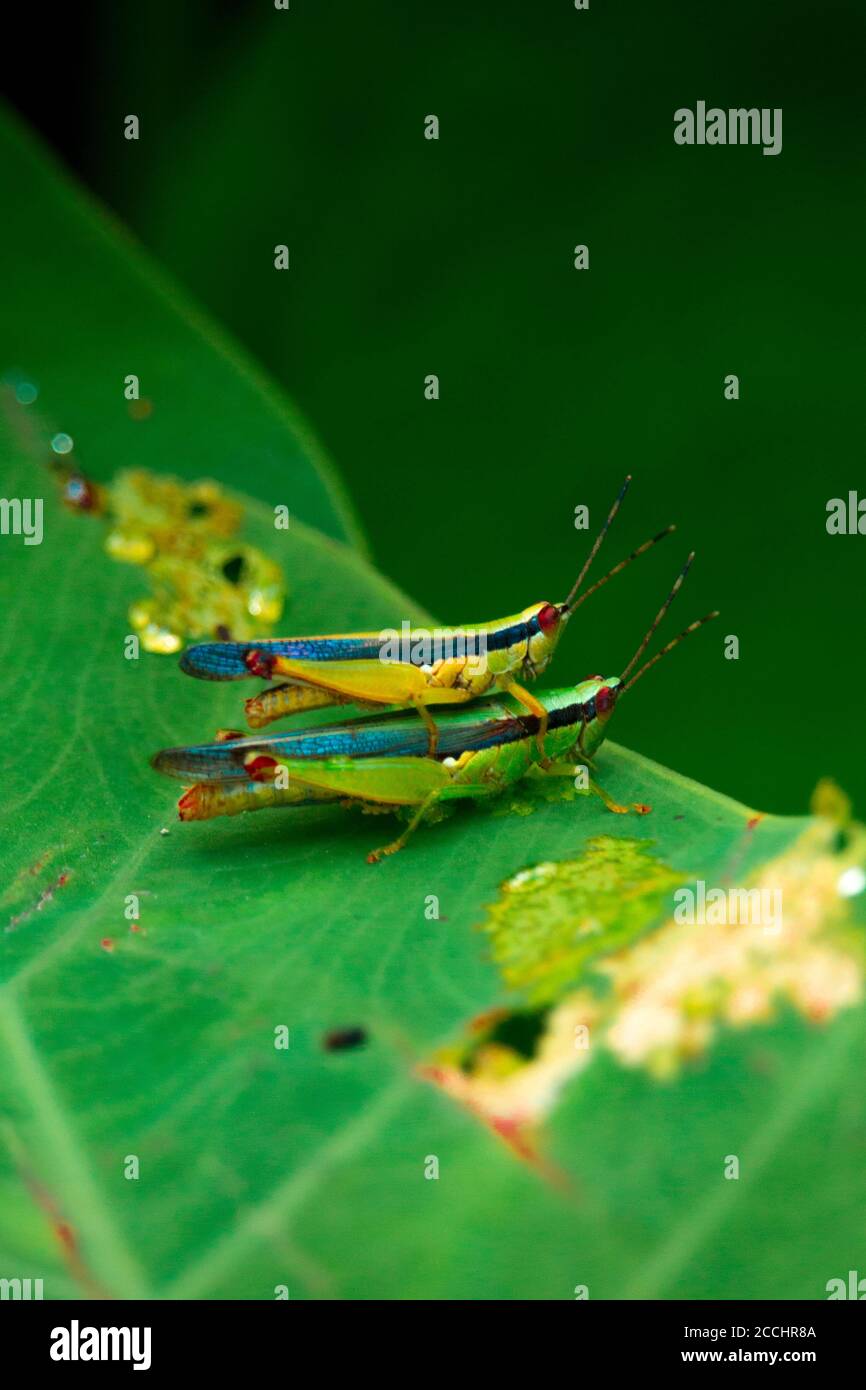 Macro photographie de Grasshopper sur la feuille verte dans la forêt Banque D'Images