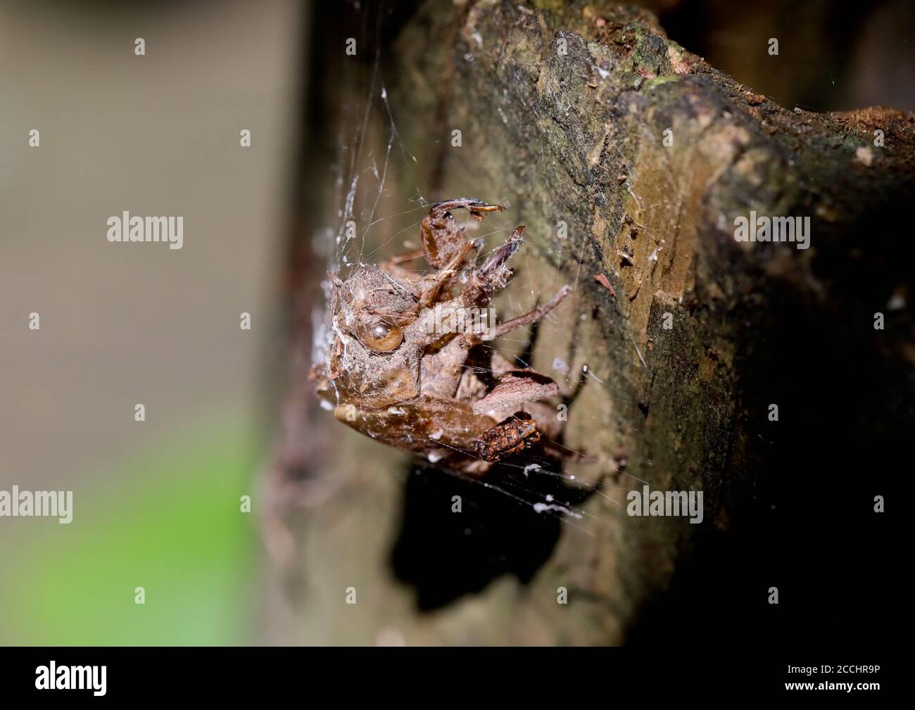 Cicada exosquelette au lac Reelfoot Banque D'Images