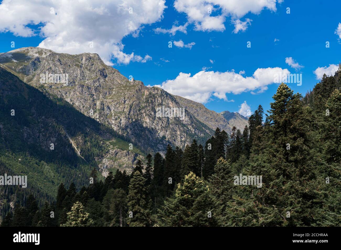 Belles montagnes du Caucase, grands pins et ciel bleu Banque D'Images