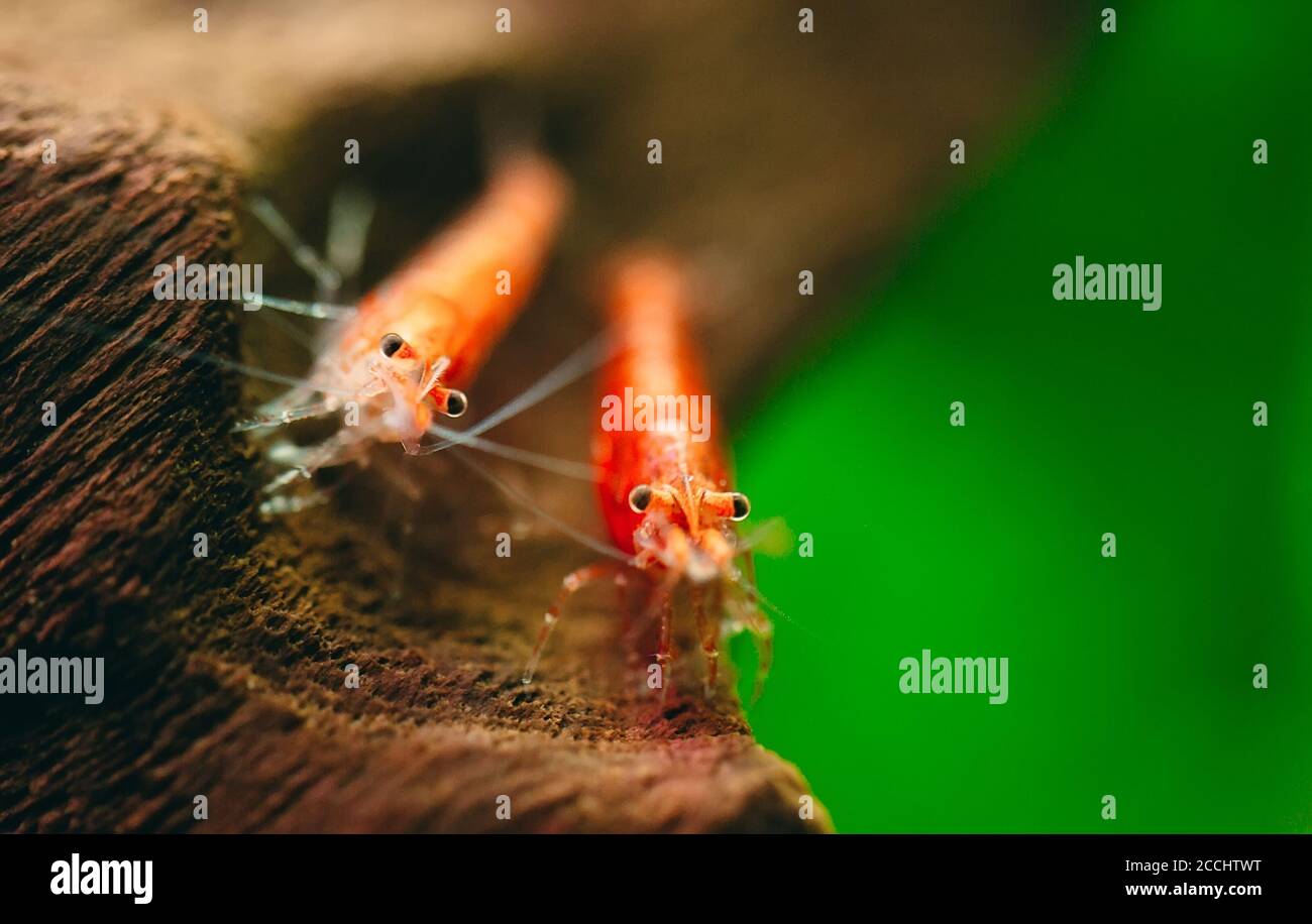 Les crevettes naines rouges au feu de cerisier restent sur une décoration en bois dans un aquarium d'eau douce avec un fond sombre et vert. Banque D'Images