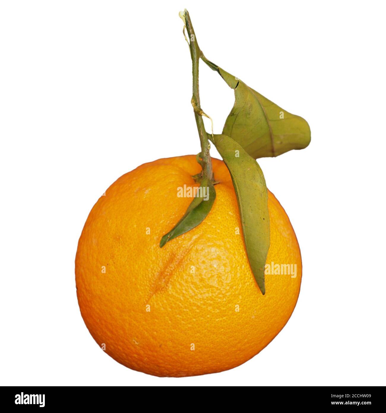 Orange doux (Citrus x sinensis) fruits végétariens isolés sur fond blanc Banque D'Images