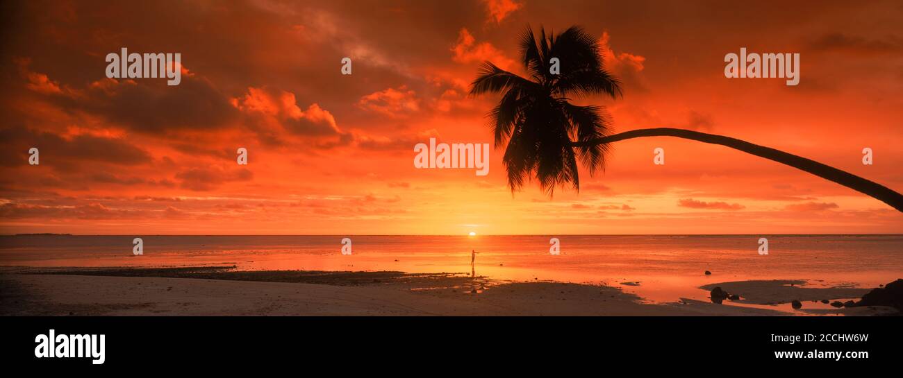 Le vieux palmier s'étendait sur la plage d'Aitutaki et le lagon Îles Cook avec homme pêche pour poissons d'os au coucher du soleil Banque D'Images