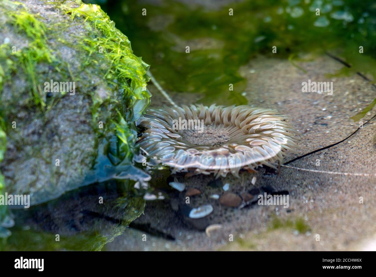 Marée basse extrême sur la côte de Ventura a exposé l'anémone de mer caché à côté d'une roche couverte de varech dans la piscine de marée. Banque D'Images