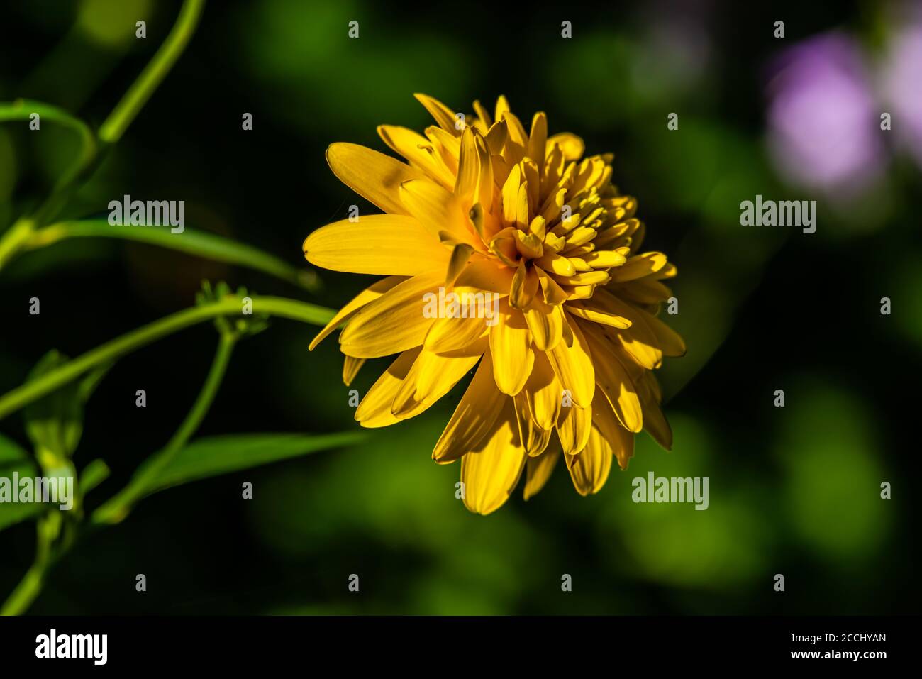 Dahlia fleurs jaune isolé dans le jardin Banque D'Images