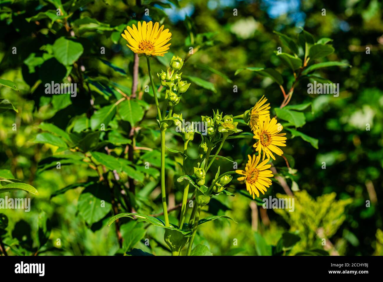 Le tournesol joyeux ou le tournesol vivace, est une plante de la famille des pâquerettes. Il est répandu dans des endroits dispersés dans une grande partie du Canada Banque D'Images