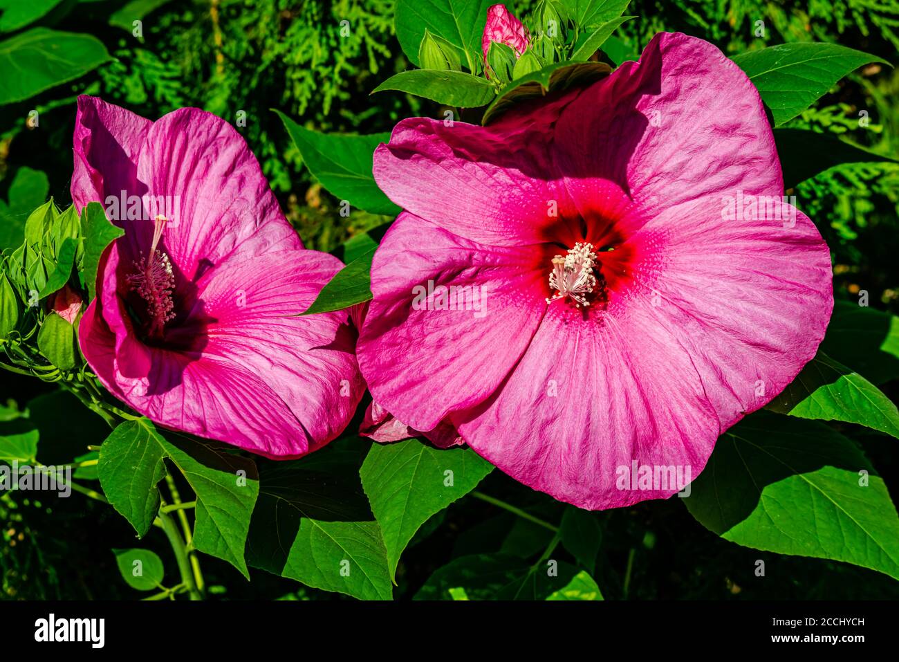 Luna Rose hibiscus dans le jardin Banque D'Images