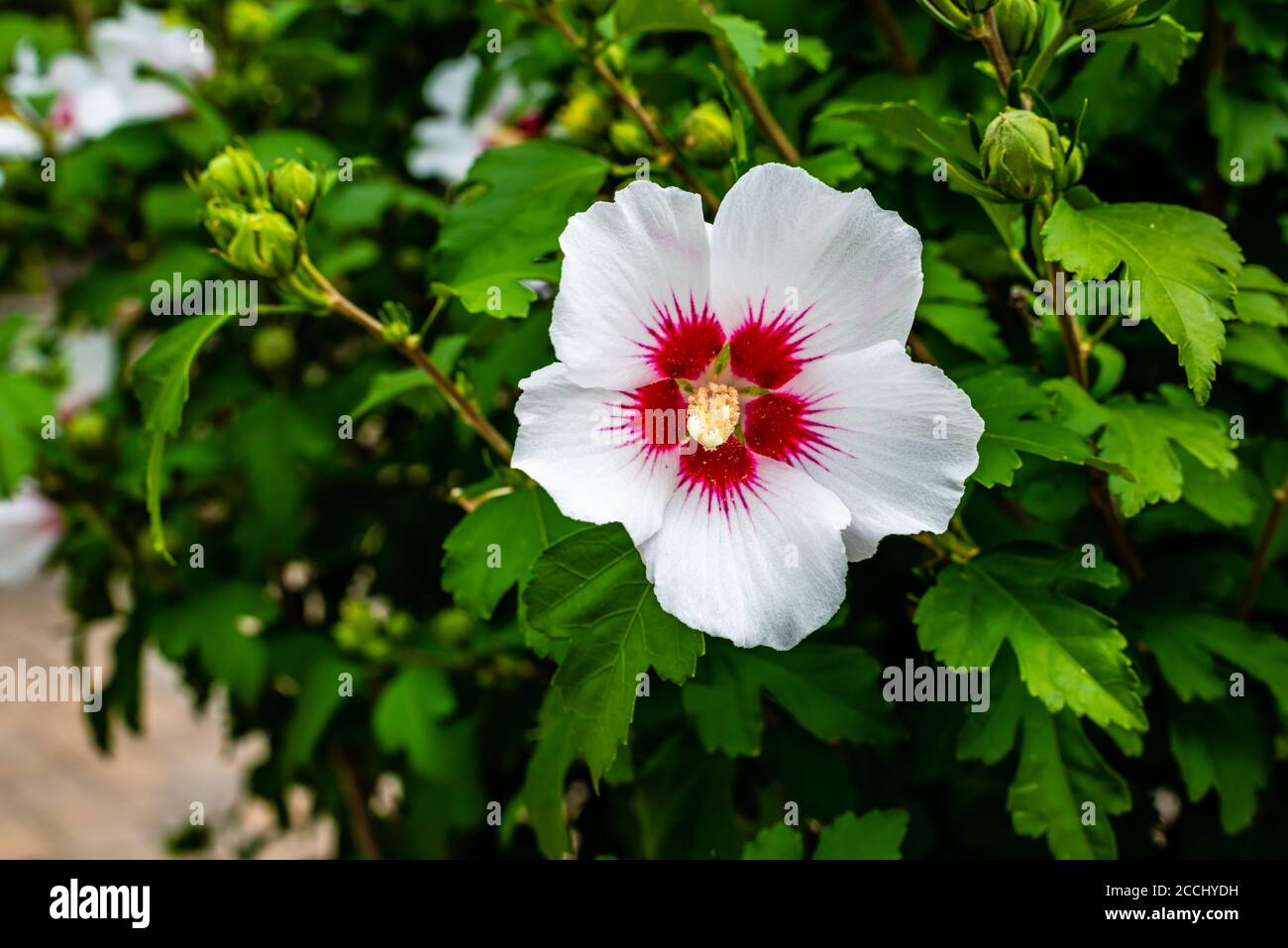 Hibiscus fleurs du jardin Banque D'Images