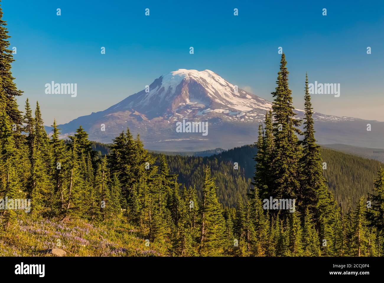 Mount Adams vu du long de la piste de Snowgrass dans la nature sauvage de Goat Rocks, forêt nationale de Gifford Pinchot, État de Washington, États-Unis Banque D'Images