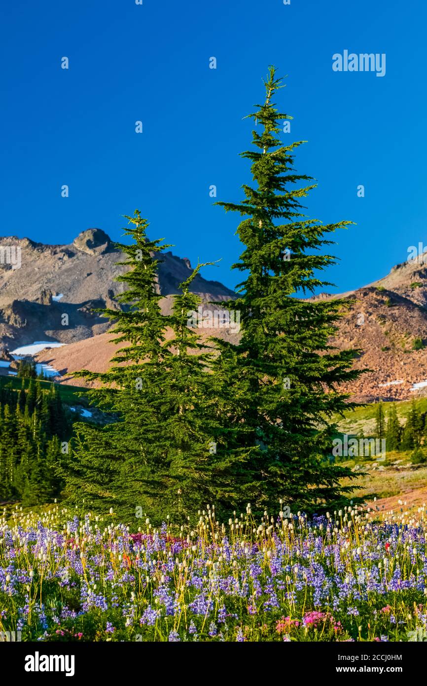 Pré subalpine avec des troupeaux de montagne et des fleurs sauvages le long de la Pacific Crest Trail dans la nature sauvage de Goat Rocks, forêt nationale Gifford Pinchot, W Banque D'Images