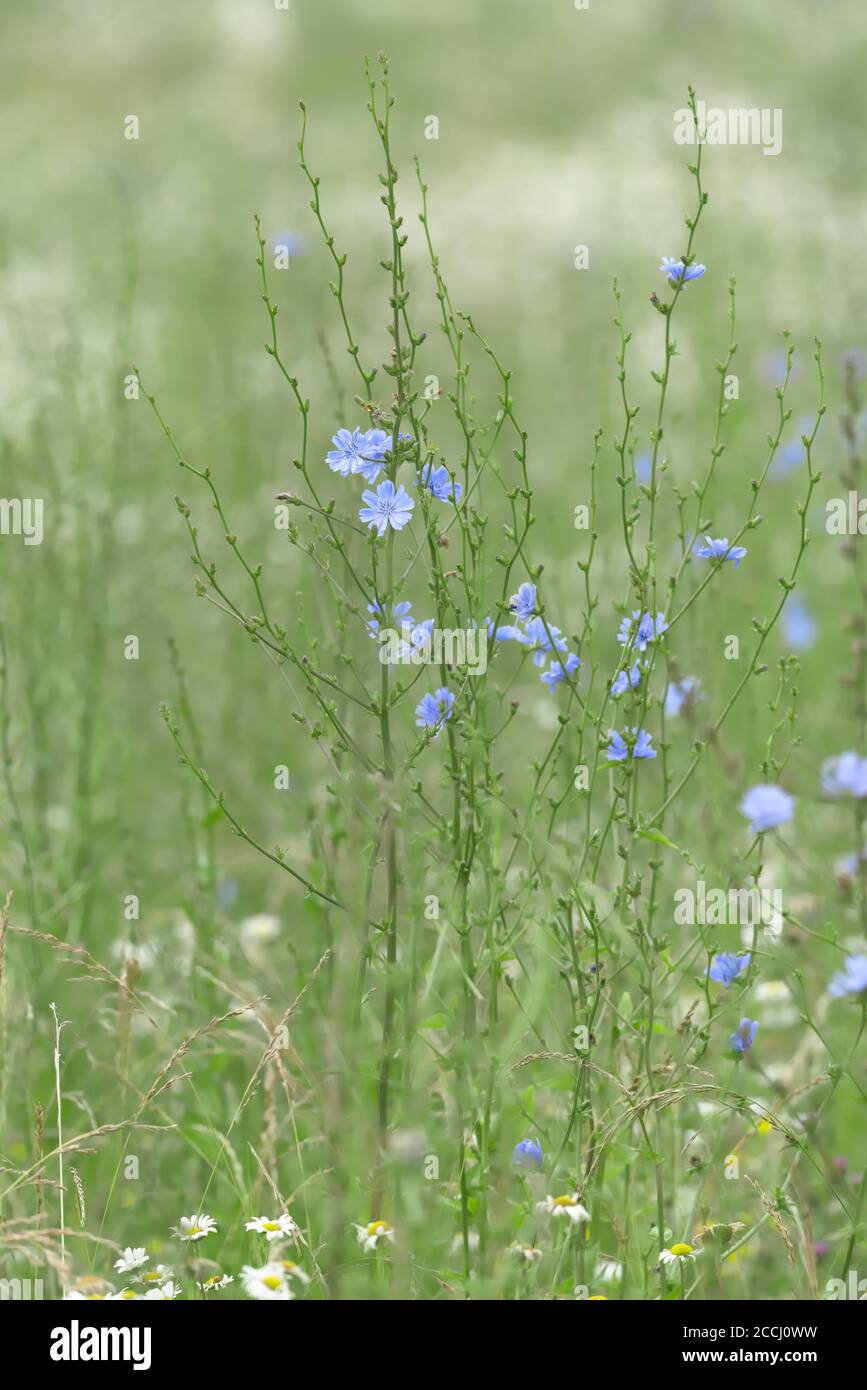 5 - image verticale verte et bleue de quelques fleurs sauvages de prairie chicorée. Belle Marguerite bleue comme des fleurs sur des tiges vertes minces. Mise au point sélective. Banque D'Images