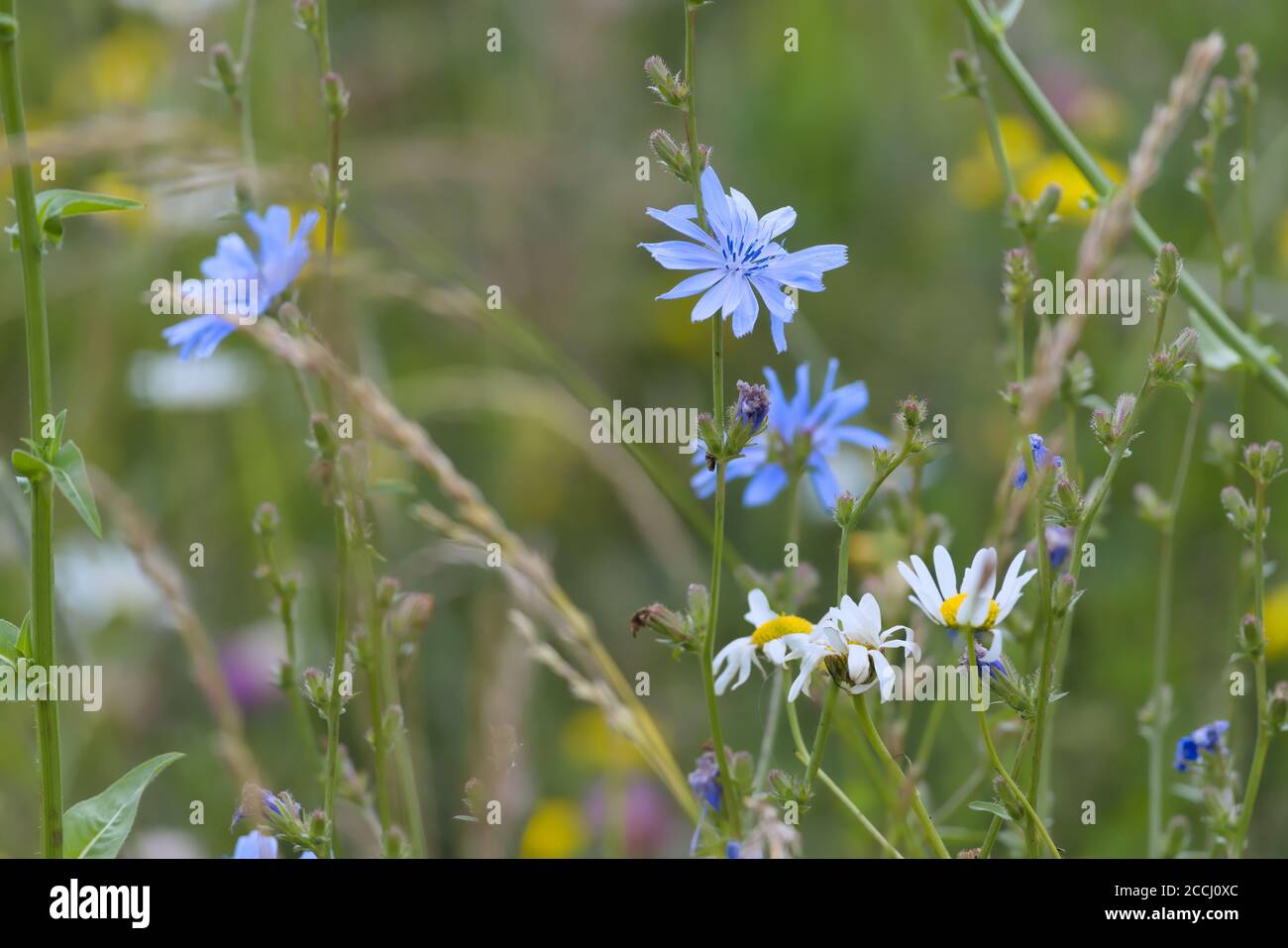 7 - image multicolore de nombreuses fleurs de prairie. Gros plan perspective, la fleur de chicorée bleue est le foyer. Les daises sont trop présentes devant un fond vert Banque D'Images