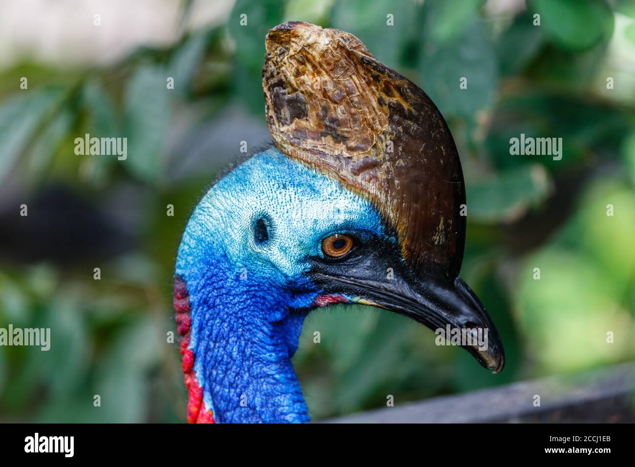 Cocotte adulte du sud dans un parc ornithologique, Indonésie. Image verticale, vue de la tête. Banque D'Images