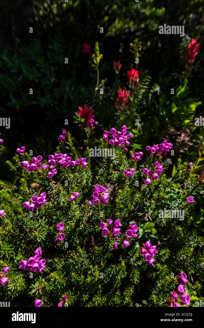 Rose chiné, Phyllodoce empetriformis, se blotant le long de la Pacific Crest Trail dans le Goat Rocks Wilderness, la forêt nationale Gifford Pinchot, Washingt Banque D'Images