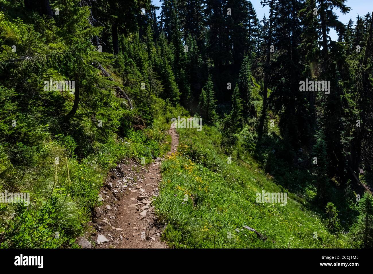 Pacific Crest Trail entre le bassin de Cispus et le Snowgrass Trail dans la nature sauvage de Goat Rocks, forêt nationale de Gifford Pinchot, État de Washington, États-Unis Banque D'Images