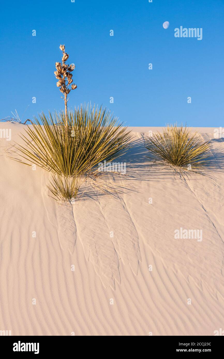 Soaptree Yucca plante sur les dunes de sable au White Sands National Monument au Nouveau Mexique par un froid matin de février. Banque D'Images